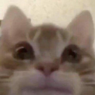 this fuckass cat